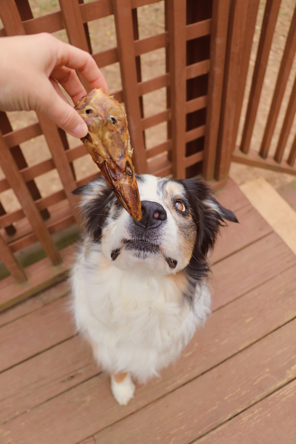 Duck Head