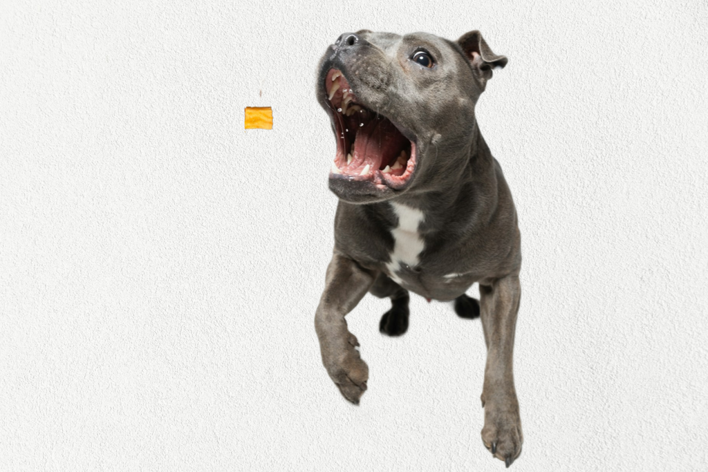 Single Ingredient, High-Value Freeze-Dried Training Treats for Dogs & Cats - Sweet Potato
